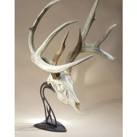 Skull Hooker table hook black Taxidermy Accessories