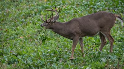 Image showing  Radish Pounder