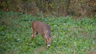 Image showing  Radish Pounder