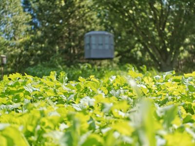 Image showing  Radish Pounder