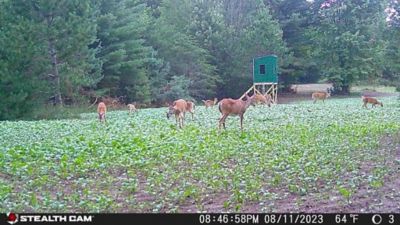 Image showing  Turnip Pounder