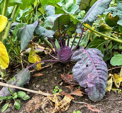 Image showing  Wingman Food Plot Mix