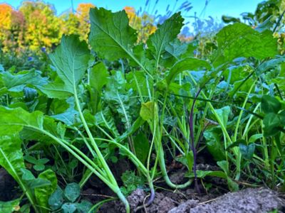 Image showing  Wingman Food Plot Mix