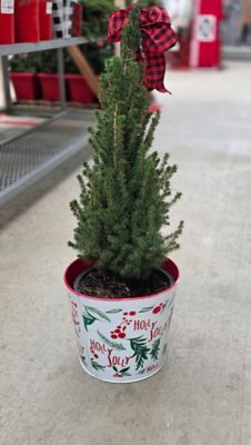 Picea Glauca Conica 3T Holiday