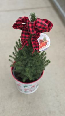 Image showing Picea Glauca Conica 3T Holiday