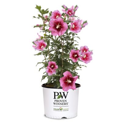 Proven Winners 2 gal. Potted Red Pillar Hibiscus Shrub