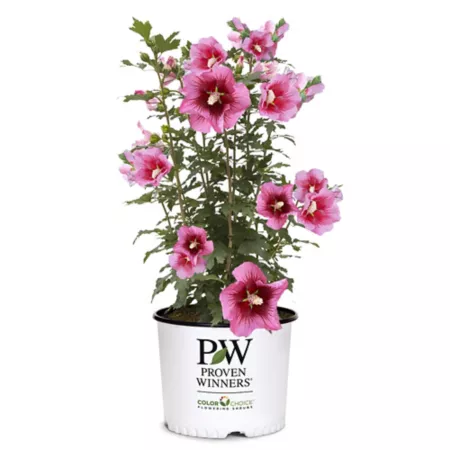 Proven Winners 2 gal Red pillar hibiscus shrub in pot Bushes