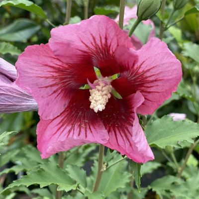 Image showing  2 gal. Potted Red Pillar Hibiscus Shrub