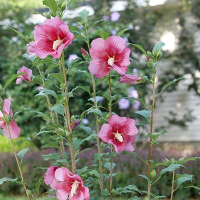 Image showing  2 gal. Potted Red Pillar Hibiscus Shrub