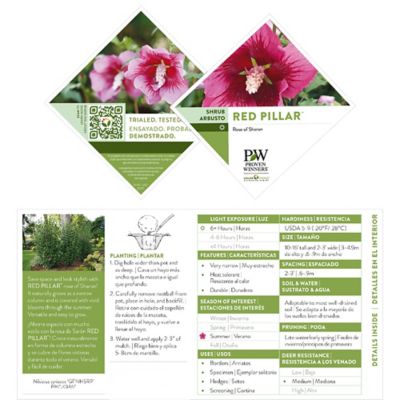 Image showing  2 gal. Potted Red Pillar Hibiscus Shrub