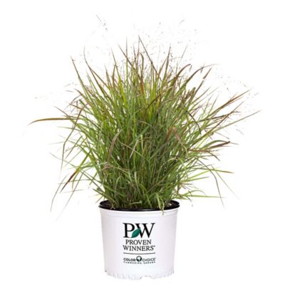 Proven Winners 2 gal. Prairie Winds 'Cheyenne Sky' Grass Plant