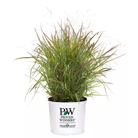 Proven Winners 2 gal Prairie Winds 'Cheyenne Sky' Herbaceous Plant Bushes