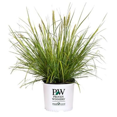 Proven Winners 2 gal. Prairie Winds Desert Plains Grass