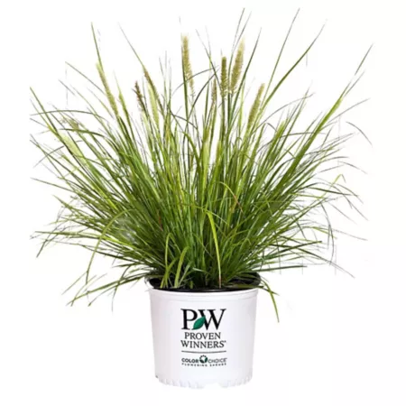 Proven Winners 2 gal Prairie Winds Desert Plains Grass Bushes