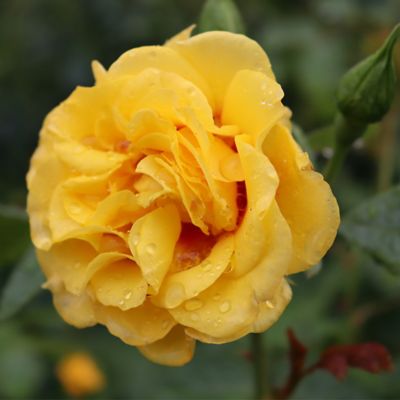 Image showing  2 gal. Potted Rise Up Ringo Climbing Rose Plant