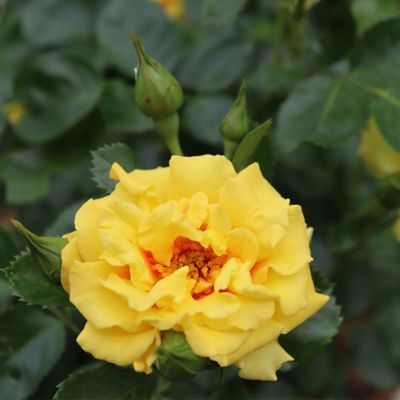 Image showing  2 gal. Potted Rise Up Ringo Climbing Rose Plant