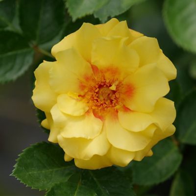 Image showing  2 gal. Potted Rise Up Ringo Climbing Rose Plant