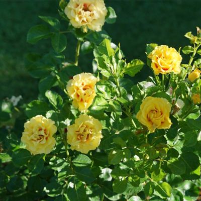 Image showing  2 gal. Potted Rise Up Ringo Climbing Rose Plant