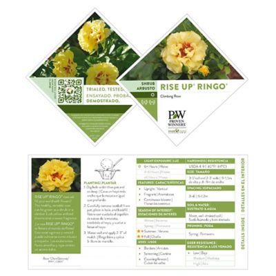 Image showing 5 th Proven Winners 2 gal. Potted Rise Up Ringo Climbing Rose Plant