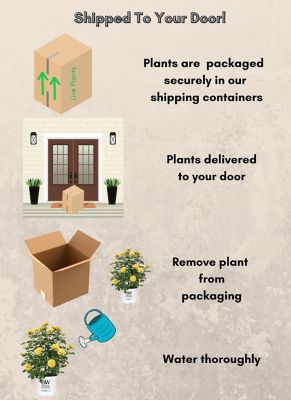 Image showing 7 th Proven Winners 2 gal. Potted Rise Up Ringo Climbing Rose Plant