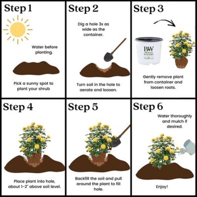 Image showing 8 th Proven Winners 2 gal. Potted Rise Up Ringo Climbing Rose Plant