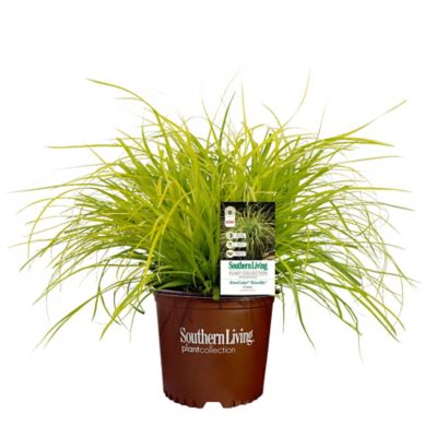 Southern Living Plant Collection 2.6 qt. Everillo Carex Grass Plant
