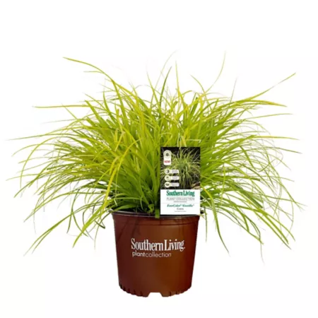 Southern Live Plant Collection 2.6 qt Everillo Carex Grass Plant in Pot Bushes