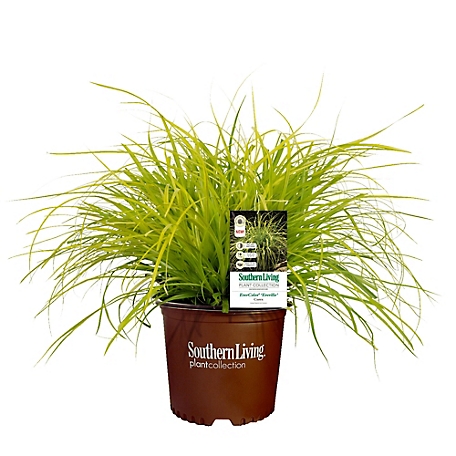 Southern Living Plant Collection 2.6 qt. Everillo Carex Grass Plant