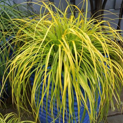 Image showing  2.6 qt. Potted Everillo Carex Grass Plant