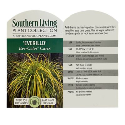 Image showing  2.6 qt. Potted Everillo Carex Grass Plant