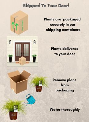 Image showing  2.6 qt. Potted Everillo Carex Grass Plant