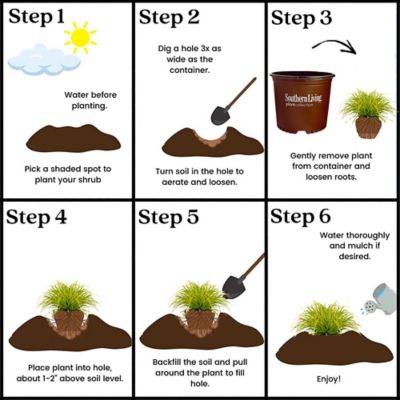 Image showing 5 th Southern Living Plant Collection 2.6 qt. Potted Everillo Carex Grass Plant