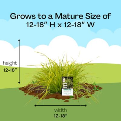 Image showing 6 th Southern Living Plant Collection 2.6 qt. Potted Everillo Carex Grass Plant