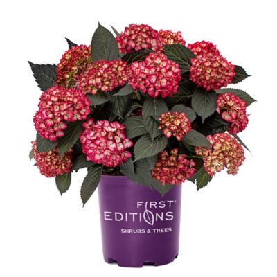 First Editions 2 gal. Eclipse Hydrangea Shrub