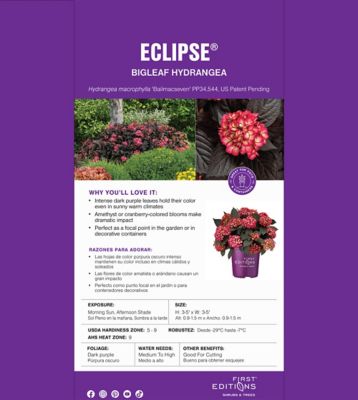 Image showing 5 th First Editions 2 gal. Potted Eclipse Hydrangea Shrub