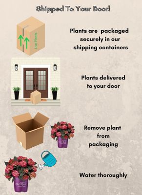 Image showing 7 th First Editions 2 gal. Potted Eclipse Hydrangea Shrub