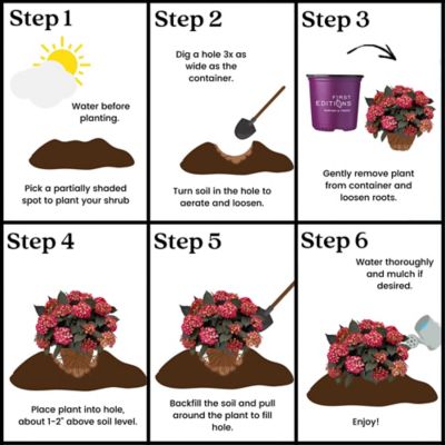 Image showing 8 th First Editions 2 gal. Potted Eclipse Hydrangea Shrub