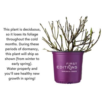 Image showing 9 th First Editions 2 gal. Potted Eclipse Hydrangea Shrub