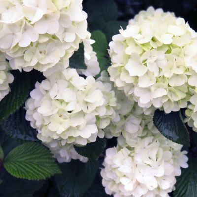 Image showing  2 gal. Opening Day Viburnum Shrub