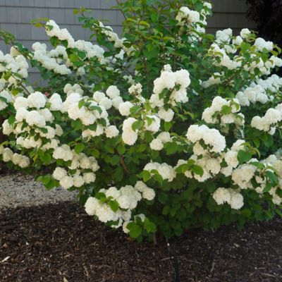 Image showing  2 gal. Opening Day Viburnum Shrub