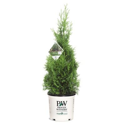 Proven Winners 2 gal. Potted Arborvitae 'North Pole' Shrub