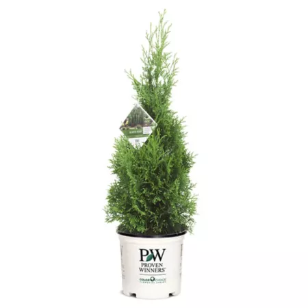 Proven Winners 2 gal Shrub Arborvitae 'North Pole' in pot Bushes