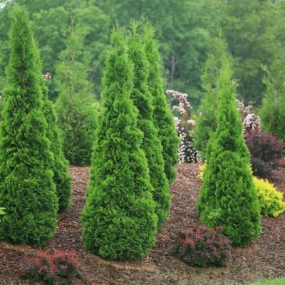 Image showing  2 gal. Potted Arborvitae 'North Pole' Shrub