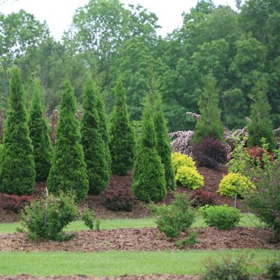 Image showing  2 gal. Potted Arborvitae 'North Pole' Shrub