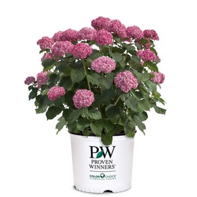 Proven Winners 2 gal. Invincibelle Mini Mauvette Hydrangea Shrub