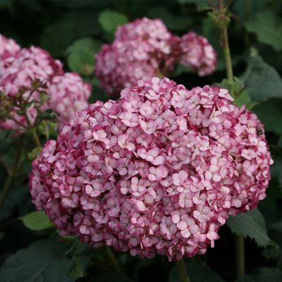 Image showing  2 gal. Invincibelle Mini Mauvette Hydrangea Shrub