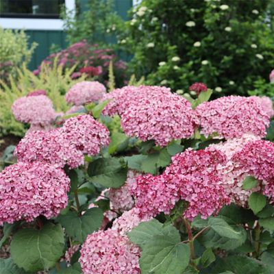 Image showing  2 gal. Invincibelle Mini Mauvette Hydrangea Shrub