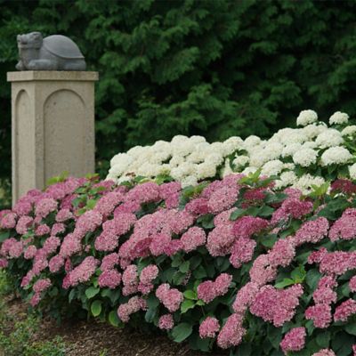 Image showing  2 gal. Invincibelle Mini Mauvette Hydrangea Shrub