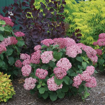 Image showing  2 gal. Invincibelle Mini Mauvette Hydrangea Shrub