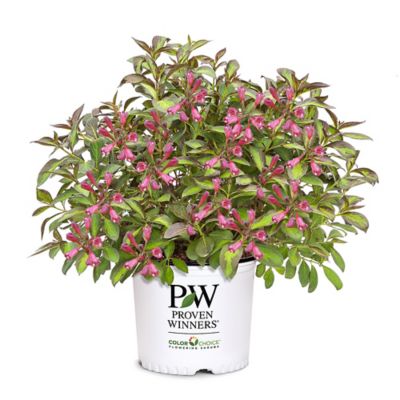 Proven Winners 2 gal. Vinho Verde Weigela Shrub